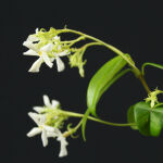 Trachelospermum jasminoides