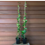 Trachelospermum jasminoides weiß Sternjasmin 35 -...