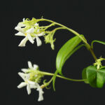Trachelospermum jasminoides weiß Sternjasmin 35 - 50 cm