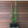 Trachelospermum jasminoides