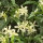 Trachelospermum jasminoides weiß Sternjasmin 35 - 50 cm