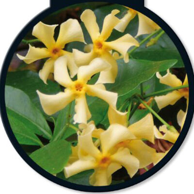 Confederate jasmine or Star jasmine
