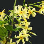 Trachelospermum jasminoides gelb in verschiedenen...