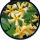 Trachelospermum jasminoides Selbra