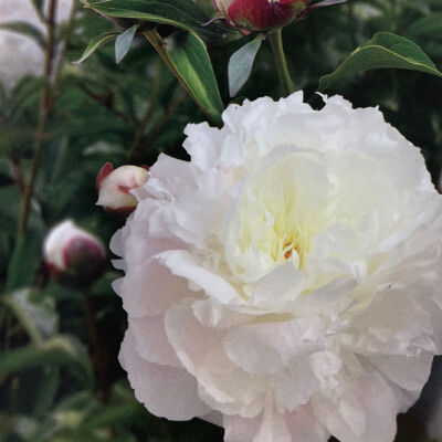 Paeonia (LD) Shirley Temple