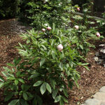 Paeonia (LD) Shirley Temple