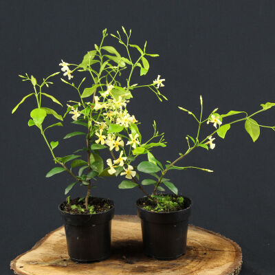 Trachelospermum jasminoides gelb Sternjasmin 15 - 25 cm