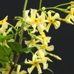 Trachelospermum jasminoides Selbra