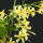 Trachelospermum jasminoides gelb Sternjasmin 15 - 25 cm