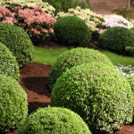 Buxus Sempervirens Kugel