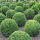 boxwood