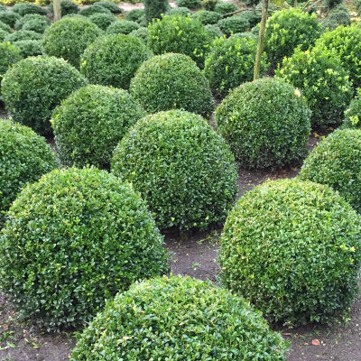 Buxus Sempervirens / Buchsbaum Kugel verschiedene Größen