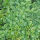 Buxus Sempervirens / Buchsbaum Kugel verschiedene Größen