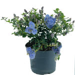 Ceanothus