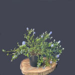 Ceanothus