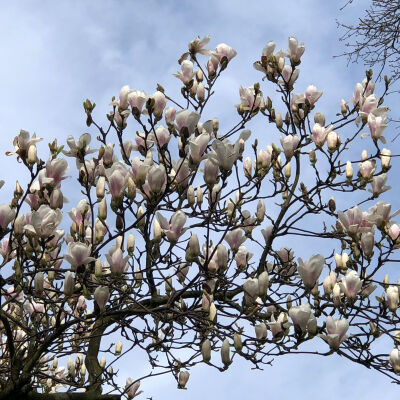 Magnolia ×soulangeana Alba Superba