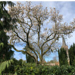 Saucer magnolia Alba Superba