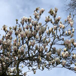 Saucer magnolia Alba Superba