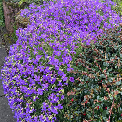 Aubretia