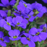 Aubretia