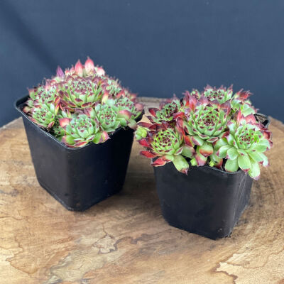 Sempervivum