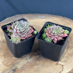 hen and chicks Sempervivum edward bowl