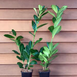 Großblättriger Kirschlorbeer Rotundifolia 100 - 125 cm