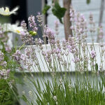 Lavendel rosa blühend