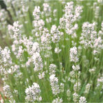 Lavande vraie Rosea