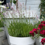 Lavendel rosa