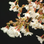 prunus kojou-no-mai auf Stamm