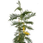 Acacia dealbata