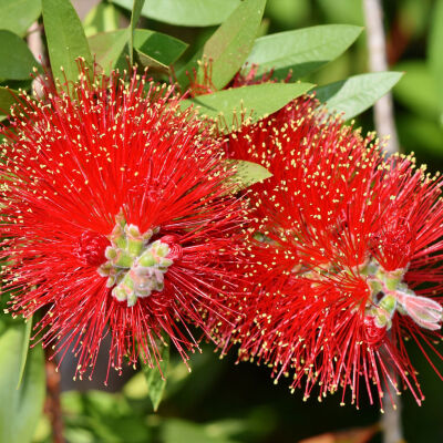 Callistemon Red Rocket