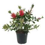 Callistemon Red Rocket