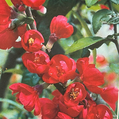 flowering quince