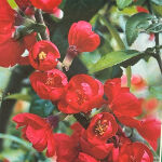 flowering quince