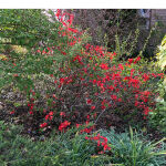 flowering quince