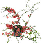 flowering quince