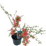 flowering quince