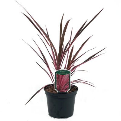 Cordyline australis Red Star