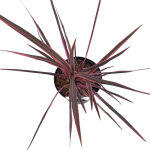 Cordyline australis Red Star