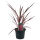 Cordyline australis Red Star