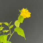 Japanese Yellow Rose, Japanese Kerria or Marigold Bush