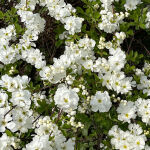 Gartenjasmin Snowbelle