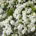 Gartenjasmin Snowbelle