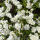 Philadelphus Snowbelle