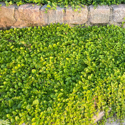 Yellow-leaved creeping Jenny or moneywort