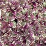 Ajuga reptans Burgundy Glow