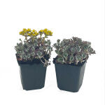 Sedum spurium Purple Winter