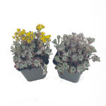 Teppich-Fettblatt spathulifolium Purpureum